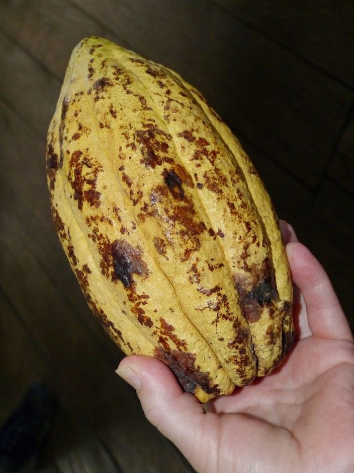 Arriba Nacional Kakaobohne liegt in einer Hand