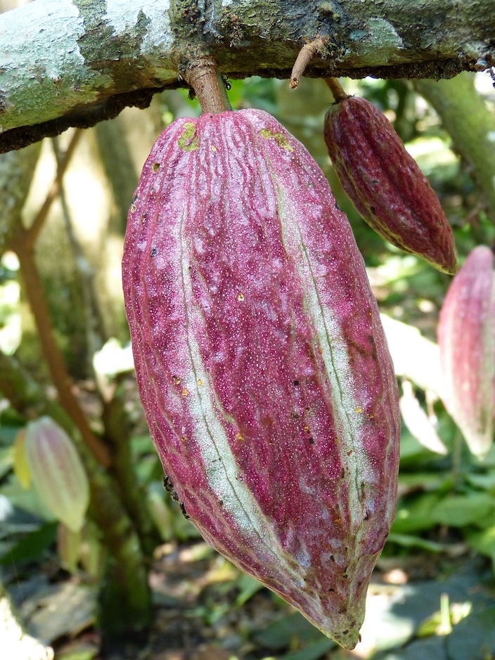 Criollo Kakaobohne hängt an einem Baum